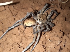 Hoggicosa