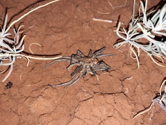 Hoggicosa