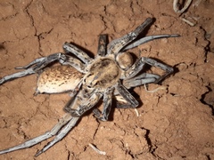 Hoggicosa