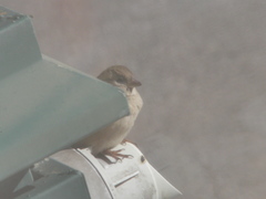 Passer domesticus