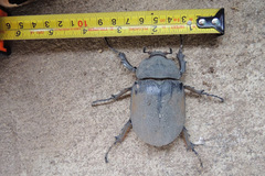 Megasoma elephas elephas