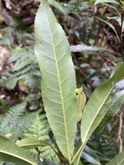 Elaeocarpus kirtonii