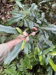 Elaeocarpus kirtonii