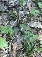 Rubus arcticus
