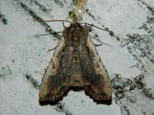 Dimorphic Brown Pinions photo 3