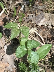 Rubus arcticus