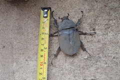 Megasoma elephas elephas