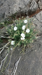 Convolvulus lanuginosus