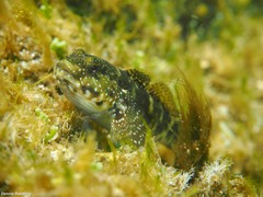 Mauligobius maderensis