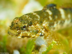 Mauligobius maderensis