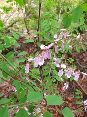 Indigofera kirilowii