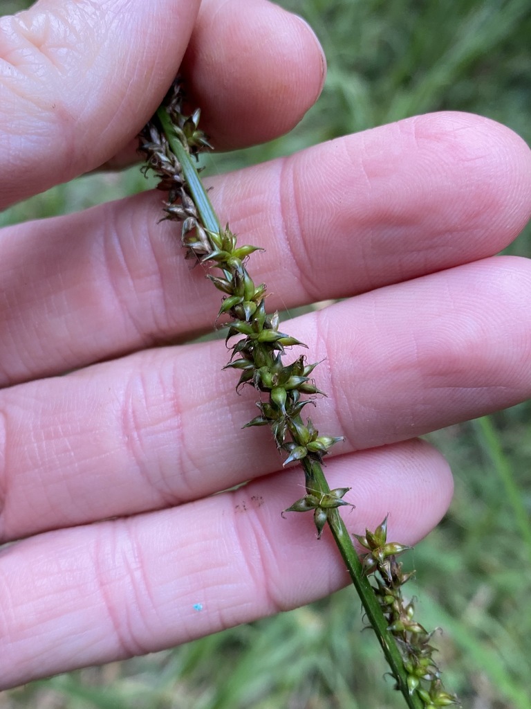 Carex declinata