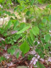 Indigofera kirilowii