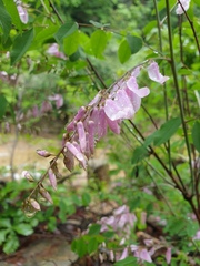 Indigofera kirilowii