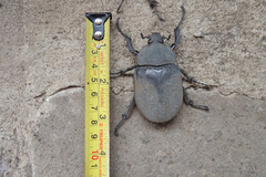 Megasoma elephas elephas