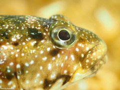 Mauligobius maderensis