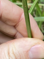 Carex declinata