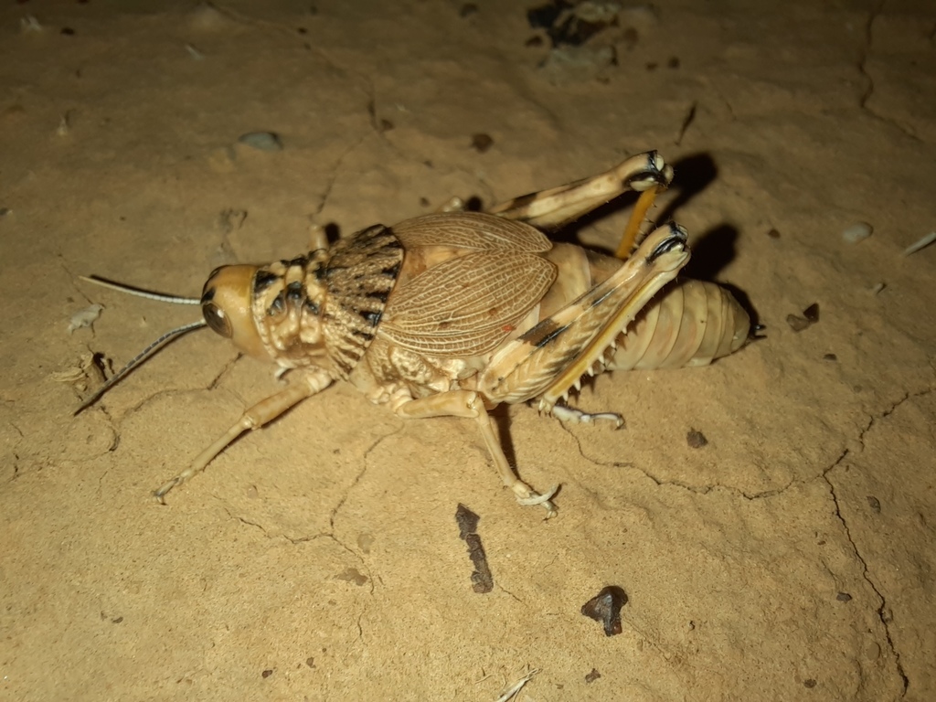 Perelytrana