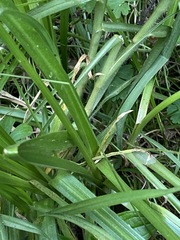 Carex declinata