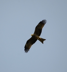 Milvus migrans migrans
