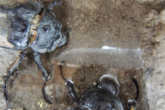 Megasoma elephas elephas