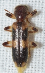 Opilo domesticus