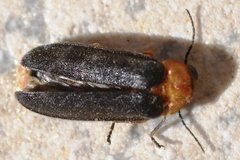 Luciola mingrelica