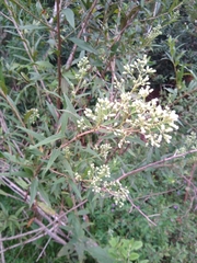Baccharis punctulata