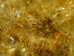 Stylocheilus polyomma