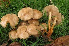 Pholiota angustipes