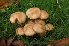 Pholiota angustipes