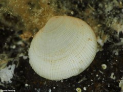 Ctena decussata