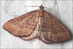 Chrysolarentia trygodes