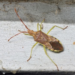 Gonocerus juniperi