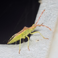Gonocerus juniperi