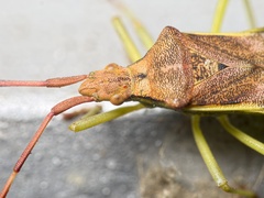 Gonocerus juniperi