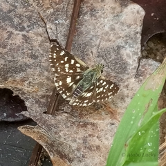 Spialia diomus