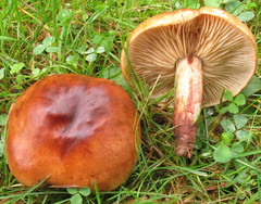 Tricholoma transmutans
