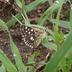 Spialia diomus