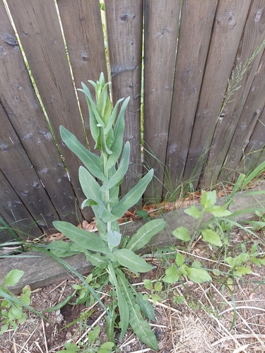 Tower Mustard foliage