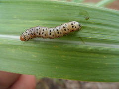 Diatraea magnifactella