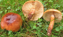 Tricholoma transmutans