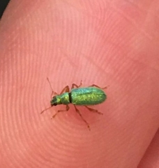 Polydrusus pterygomalis