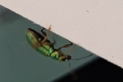 Polydrusus pterygomalis