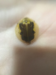 Eurypepla brevilineata