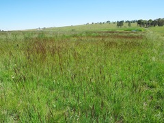 Digitaria tricholaenoides