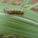 Diatraea magnifactella - Photo 由 Carlos Patricio Illescas Riquelme 所上傳的 (c) Carlos Patricio Illescas Riquelme，保留部份權利CC BY-NC