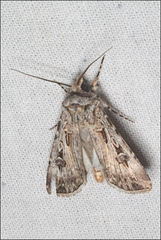 Agrotis radians