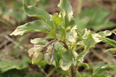 Physochlaina physaloides