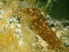 Stylocheilus polyomma